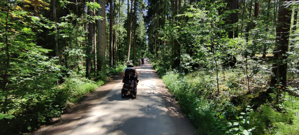 Durch den Wald nahe dem See. Durch den Wald nahe dem See